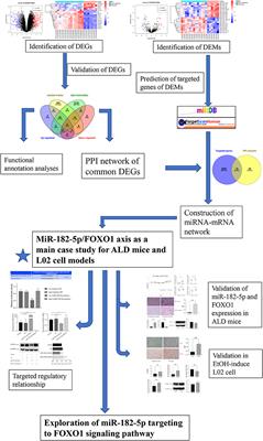 Integrated Analyses Identify Key Molecules and Reveal the Potential Mechanism of miR-182-5p/FOXO1 Axis in Alcoholic Liver Disease
